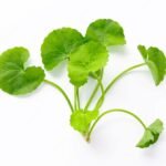10 Manfaat Luar Biasa dari Daun Pegagan yang Perlu Anda Ketahui