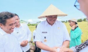 Bantaeng Ambil Bagian dalam Panen Raya Padi Nasional, Serap 84 Persen Gabah