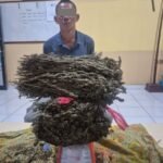 Polres Aceh Timur Gagalkan Peredaran 1,6 Kilogram Ganja
