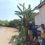 Pasca Banjir di Bua, Petugas BBWS Pompengan Jeneberang Tinjau Limpasan Air di Sungai Bua
