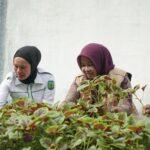 Panen Bayam Perdana, TP PKK Luwu Tunjukkan Contoh Pemanfaatan Lahan Pekarangan