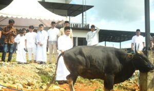Berbagi di Hari Raya, Bupati Lutim Kurban Tiga Ekor Sapi di Rumah Pribadi
