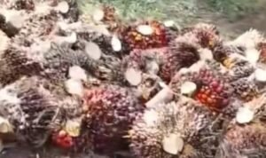 Pekerja Pemanen PTPN IV Kebun Julok Tetap Bekerja di Hari Minggu Demi Kejar Target RKAP