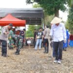 Pemkab Luwu Dukung Program Penanaman Jagung Serentak untuk Wujudkan Swasembada Pangan Nasional