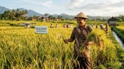 Dampak Teknologi Pertanian Presisi Terhadap Peningkatan Hasil Panen Petani Tradisional Di Indonesia